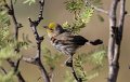 Verdin 2011_07_17_1721